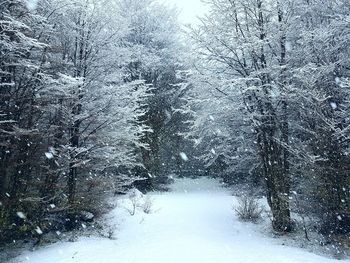 Snow covered trees in forest