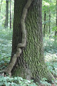 Close-up of tree trunk in forest