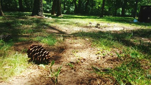 Trees in forest