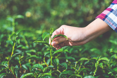 Cropped hand of person touching plant on field