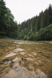 Scenic view of river in forest against sky