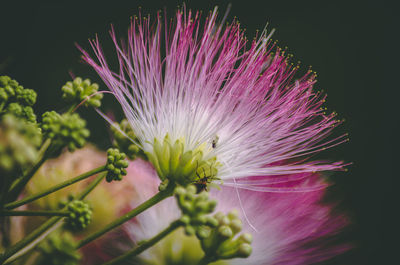 Close-up of pink flower against black background