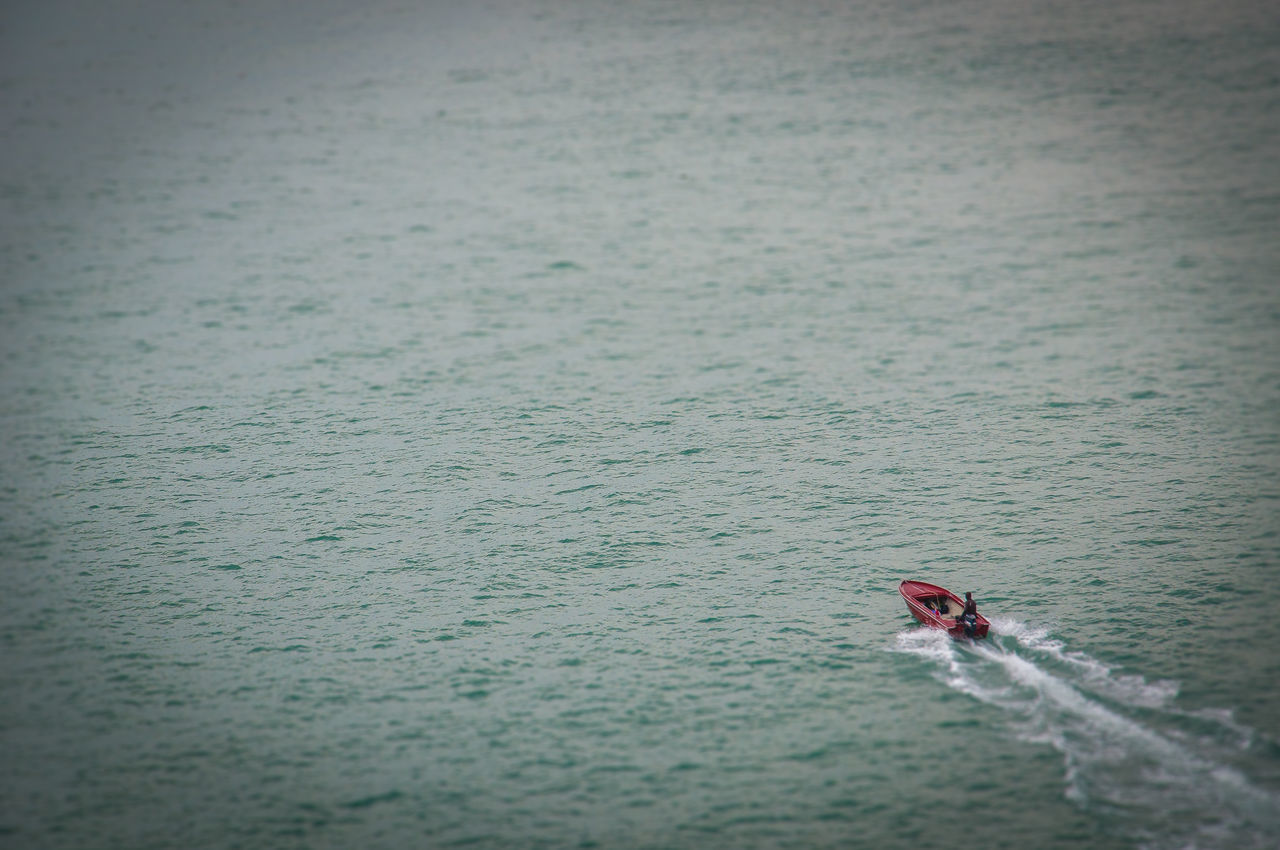 BIRD SWIMMING IN SEA