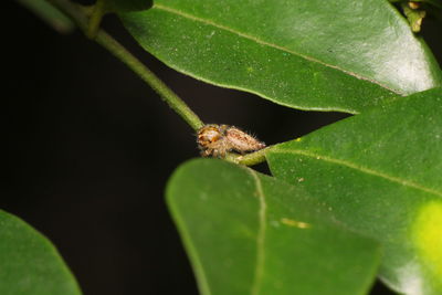 Close-up of insect on leaf