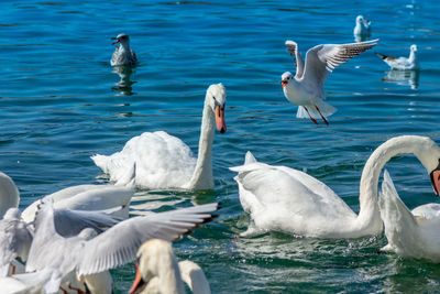 Swans swimming in sea