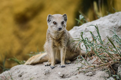 Portrait of squirrel on rock