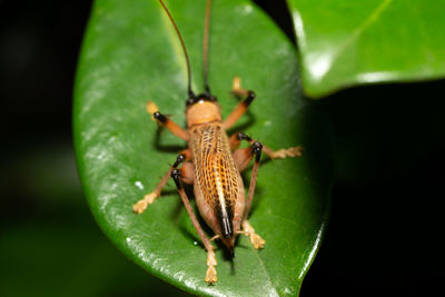 Close-up of insect on leaf