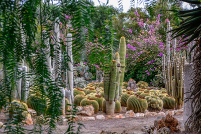 Fresh cactus plants in garden