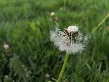 Close-up of dandelion on field