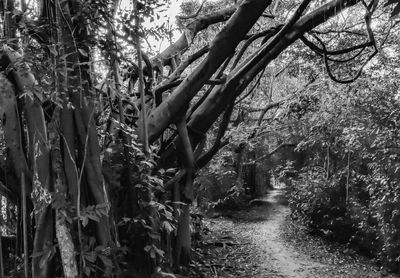 View of trees in forest