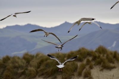 Bird flying over water against sky