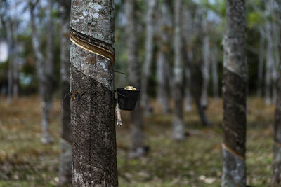 Close-up of an animal on tree trunk