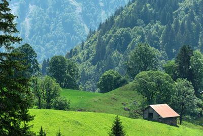 Scenic view of pine trees in forest