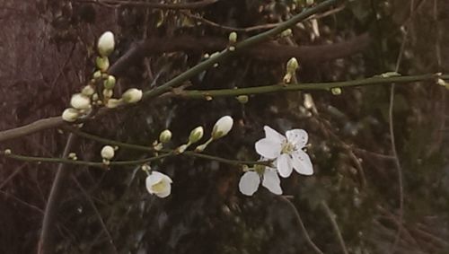 Close-up of white flower