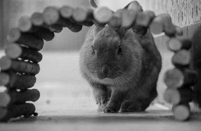 Close-up portrait of rabbit on floorboard