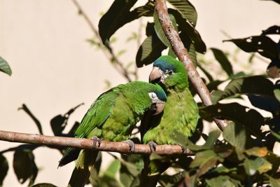 Close-up of parrot perching on tree