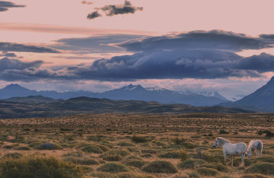 Horses in a field