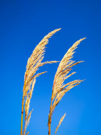 Low angle view of stalks against blue sky