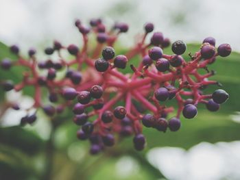 Close-up of berries growing on plant