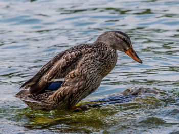 Duck swimming in lake