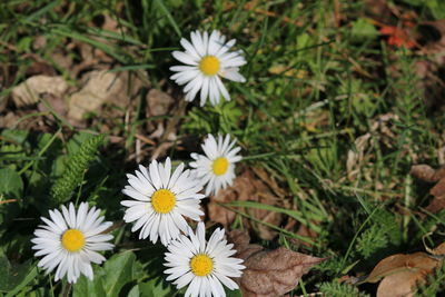 Close-up of white daisy flowers on field