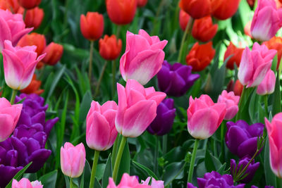 Tulips flowers garden in spring