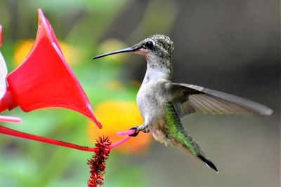 Close-up of bird flying