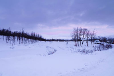 Bare trees on snow covered landscape