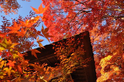 Low angle view of maple tree against sky during autumn