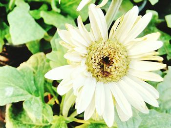 Close-up of white flower