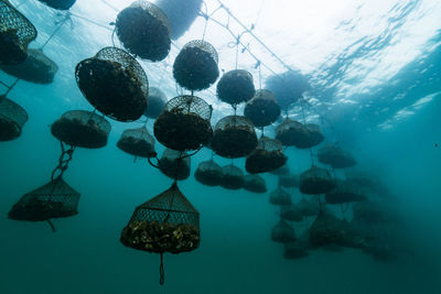 Oyster farm, ishikawa, notojima , japan