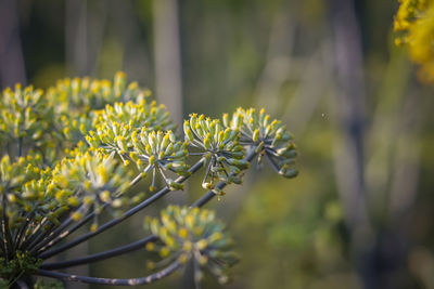 Close-up of purple flowering plant