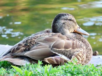 Closeup of duck on a lake