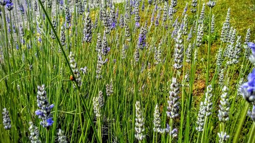 Purple flowers growing in field