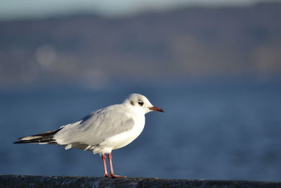 Seagull perching on shore against sea