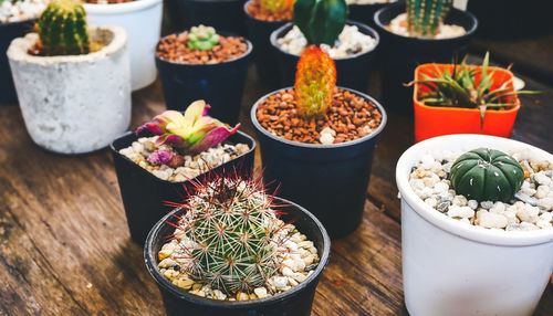 High angle view of potted cactus on hardwood floor