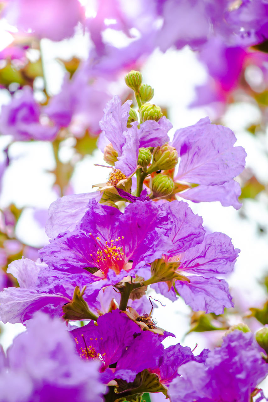 CLOSE-UP OF PURPLE FLOWER PLANT