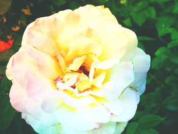 Close-up of rose