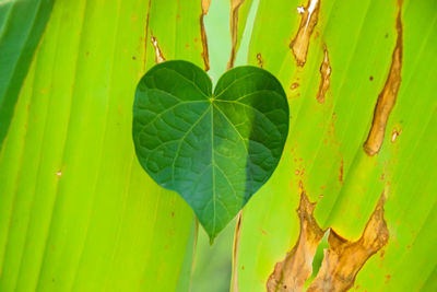 Close-up of raindrops on leaves