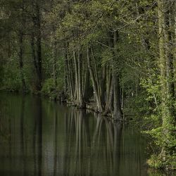 Scenic view of trees at water
