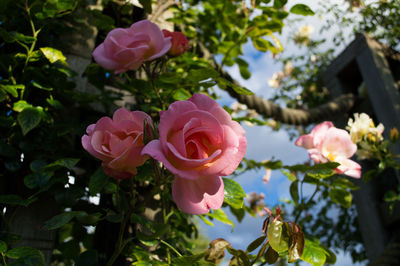 Close-up of pink roses blooming in garden