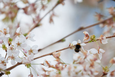 Close-up of cherry blossoms in spring