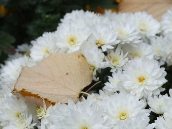 Close-up of white flowers