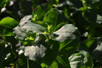 Close-up of white flowering plant