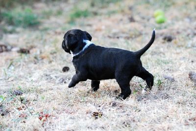 Black dog standing on field