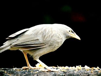 Side view of bird