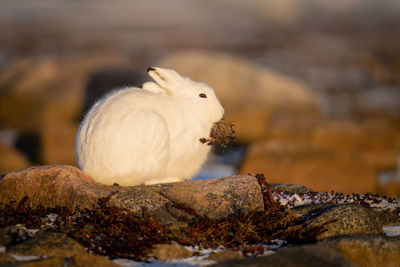 Arctic hare eating plant on rocky tundra