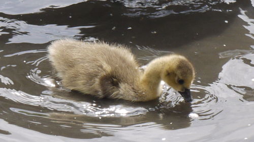 Ducks swimming in lake