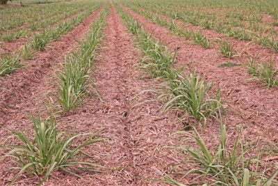 High angle view of plants growing on field