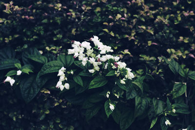 Close-up of white flowers blooming outdoors